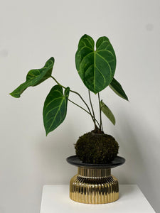 Anthurium Crystallinum Kokedama