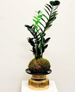 Black ZZ Kokedama