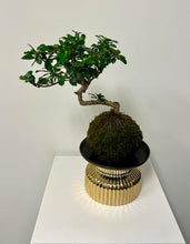 Load image into Gallery viewer, Fern Bonsai Kokedama
