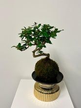 Load image into Gallery viewer, Fern Bonsai Kokedama
