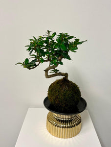 Fern Bonsai Kokedama