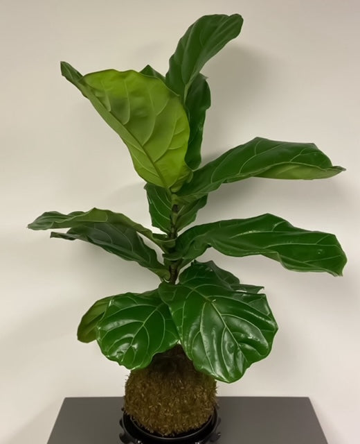 Ficus Lyrata Kokedama