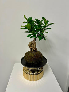 Ficus Ginseng Bonsai Kokedama