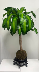 Dracaena Massageana Kokedama