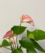 Load image into Gallery viewer, Peppermint Anthurium Kokedama
