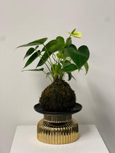 Load image into Gallery viewer, Lime Anthurium Kokedama
