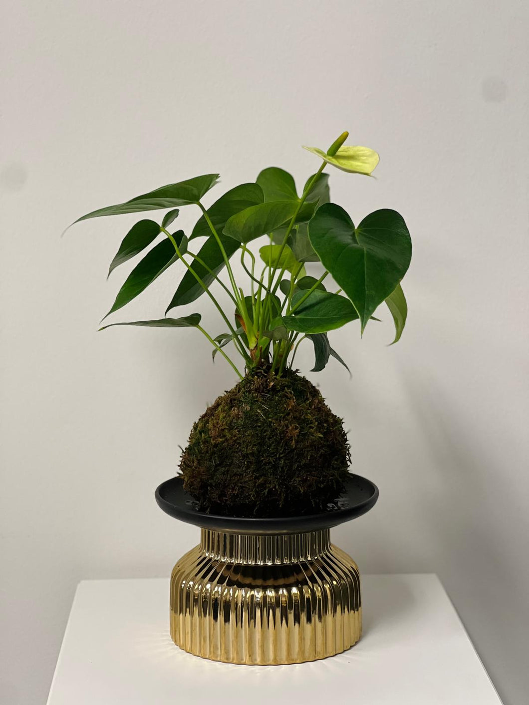 Lime Anthurium Kokedama