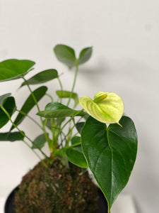 Lime Anthurium Kokedama