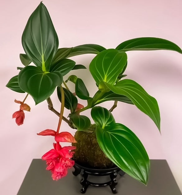 Medinilla Magnifica Kokedama