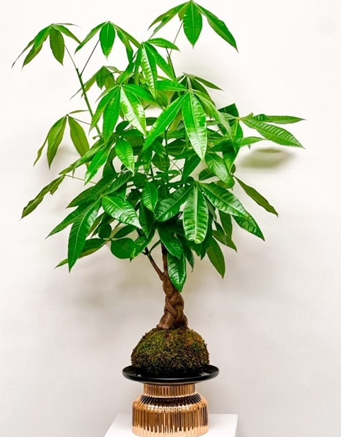 Money Tree Kokedama