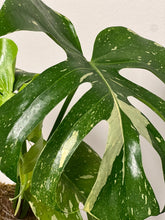 Load image into Gallery viewer, Monstera Thai Constellation Kokedama
