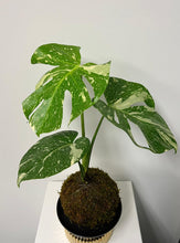 Load image into Gallery viewer, Monstera Thai Constellation Kokedama
