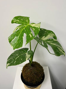 Monstera Thai Constellation Kokedama