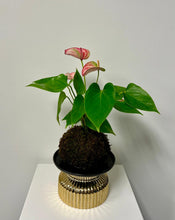 Load image into Gallery viewer, Peppermint Anthurium Kokedama
