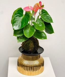 Pink Anthurium Kokedama