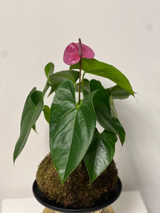 Purple Anthurium Kokedama