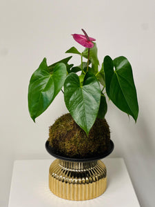 Purple Anthurium Kokedama