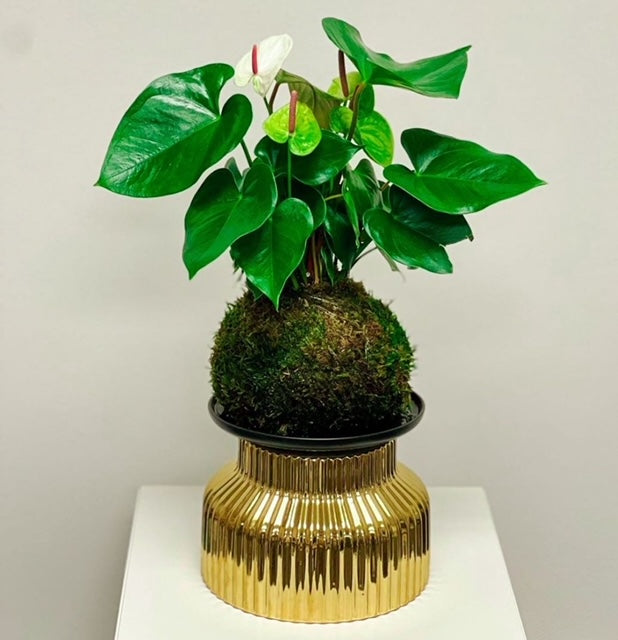 White Anthurium Kokedama